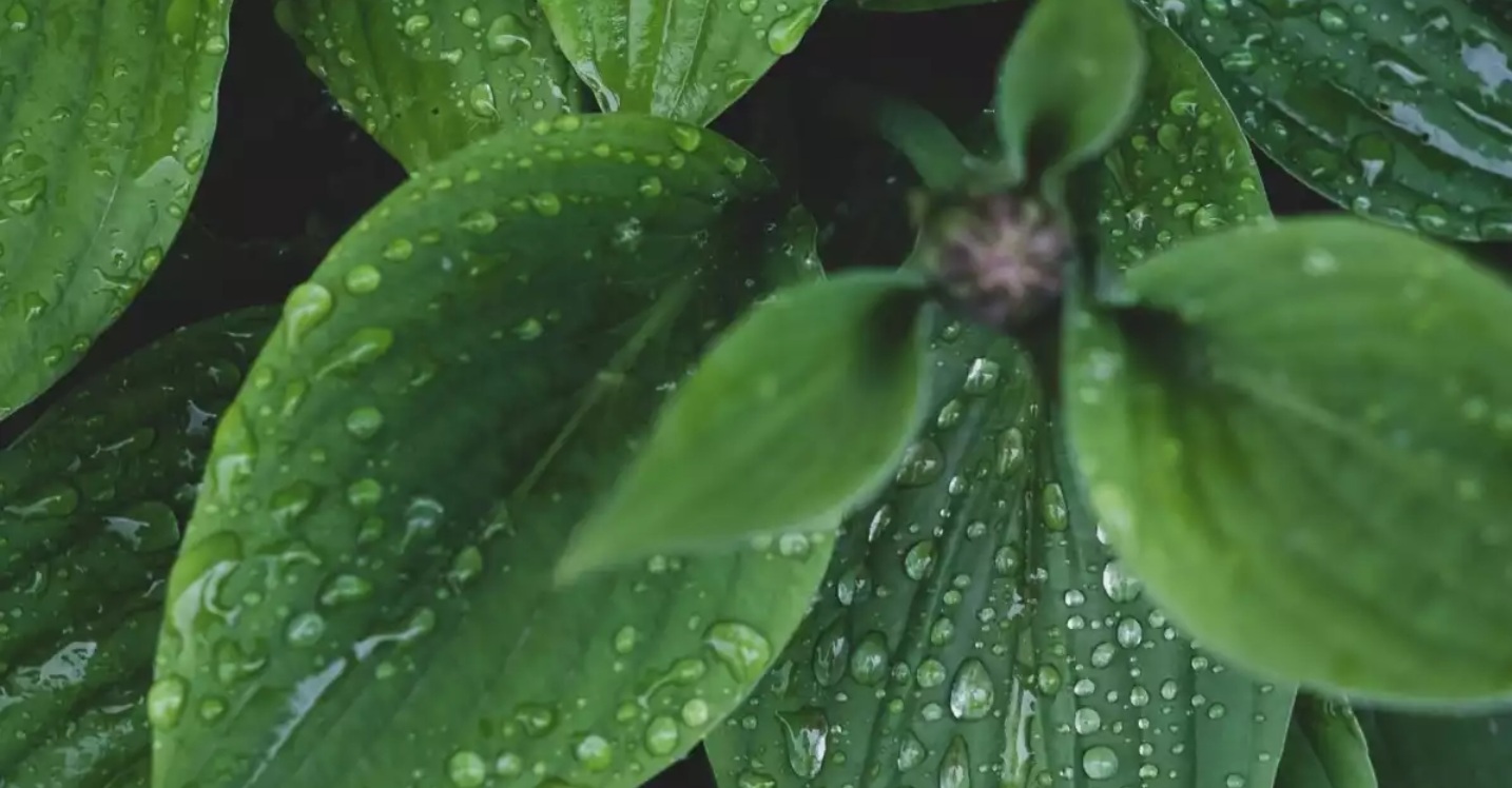 BCG、サステナブルな社会の実現に関する消費者意識調査結果を公開